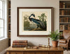 Louisiana Heron Fine Art Print
