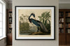 Louisiana Heron Framed Fine Art Print
