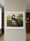 Louisiana Heron Framed Fine Art Print