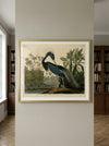 Louisiana Heron Framed Fine Art Print