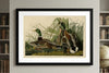 Mallard Duck Framed Fine Art Print
