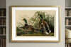 Mallard Duck Framed Fine Art Print