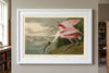 Roseate Spoonbill Framed Fine Art Print