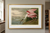Roseate Spoonbill Framed Fine Art Print