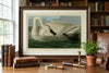 Trumpeter Swan Fine Art Print