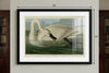 Trumpeter Swan Framed Fine Art Print