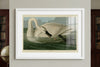 Trumpeter Swan Framed Fine Art Print