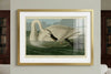 Trumpeter Swan Framed Fine Art Print