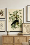 American Crow Fine Art Print