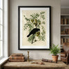American Crow Framed Fine Art Print