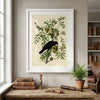American Crow Framed Fine Art Print