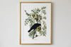 American Crow Framed Fine Art Print