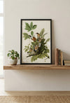American Robin Fine Art Print