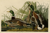 Mallard Duck Fine Art Print