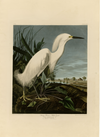 Snowy Heron Fine Art Print