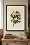 Band-tailed Pigeon Framed Fine Art Print