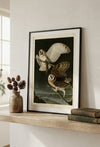 Barn Owl Fine Art Print