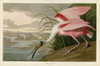 Roseate Spoonbill Fine Art Print