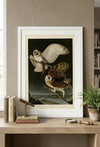 Barn Owl Framed Fine Art Print