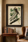 Brown Pelican Fine Art Print