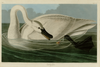 Trumpeter Swan Fine Art Print