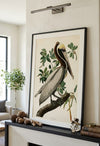 Brown Pelican Fine Art Print