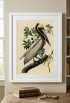 Brown Pelican Framed Fine Art Print