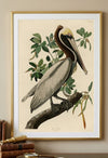 Brown Pelican Framed Fine Art Print
