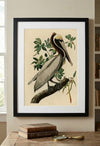 Brown Pelican Framed Fine Art Print