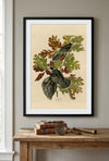 Canada Jay Framed Fine Art Print