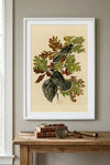 Canada Jay Framed Fine Art Print