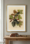 Canada Jay Framed Fine Art Print