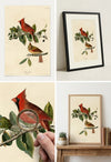 Cardinal Grosbeak Fine Art Print