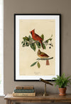 Cardinal Grosbeak Framed Fine Art Print