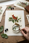 Cardinal Grosbeak Fine Art Print