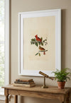 Cardinal Grosbeak Framed Fine Art Print