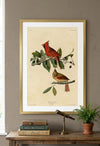 Cardinal Grosbeak Framed Fine Art Print