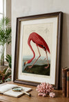 American Flamingo Fine Art Print