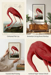 American Flamingo Fine Art Print