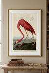 American Flamingo Framed Fine Art Print