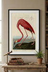 American Flamingo Framed Fine Art Print