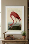 American Flamingo Framed Fine Art Print