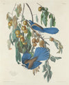 Florida Jay Fine Art Print