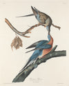 Passenger Pigeon Fine Art Print