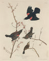 Red-winged Starling Fine Art Print