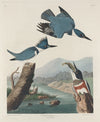 Belted Kingfisher Fine Art Print