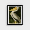 American White Pelican Classic Frame Art Print